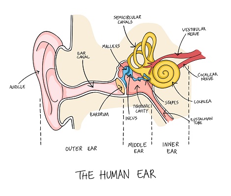 Graphic featuring the human ear anatomy.