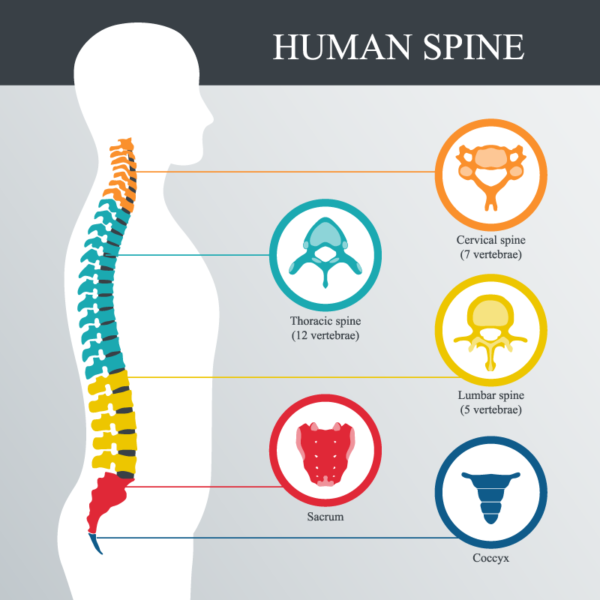 About Lumbar Spinal Cord Injury