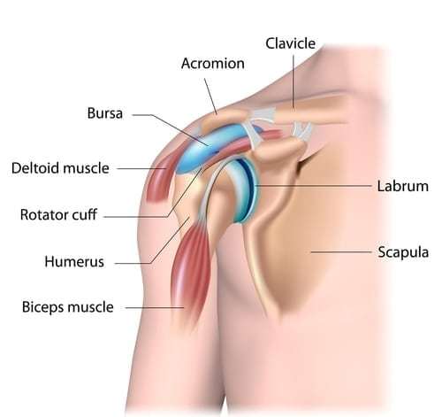 Diagram of human shoulder