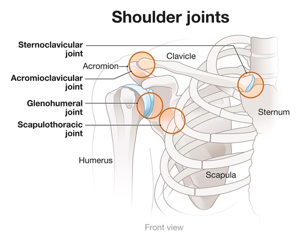 Illustrative graphic of the shoulder joints, showing the sternoclavicular joint between the sternum and clavicle.